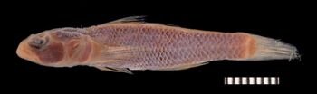 Media type: image;   Ichthyology 58108 Aspect: lateral,description